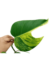 Monstera Aurea Stecklinge